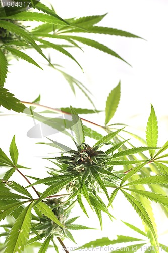 Image of cannabis plant isolated 