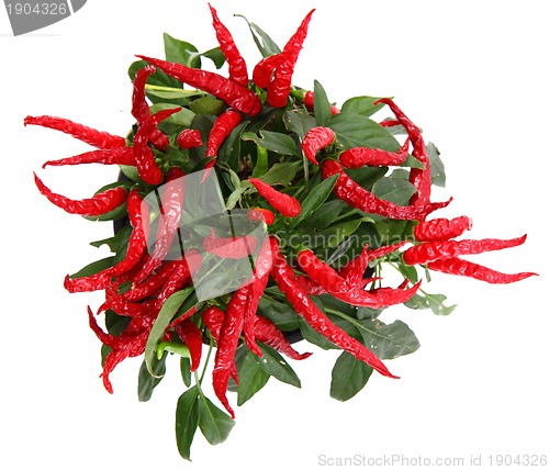 Image of red chili peppers 