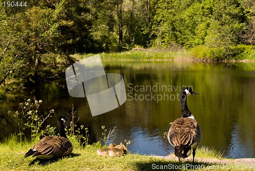Image of Canada geese family