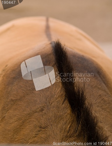 Image of Abstract horse back