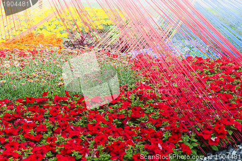 Image of Background from beautiful red flowers