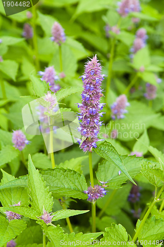 Image of beautiful flowers in the garden, close-up 