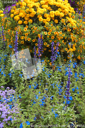 Image of beautiful flowers in the garden, close-up 