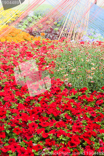 Image of Background from beautiful red flowers