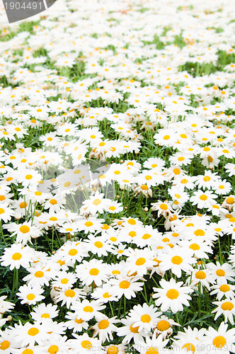 Image of Background from beautiful white camomiles