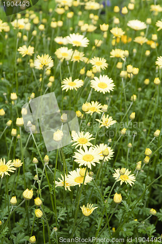 Image of beautiful flowers in the garden, close-up 