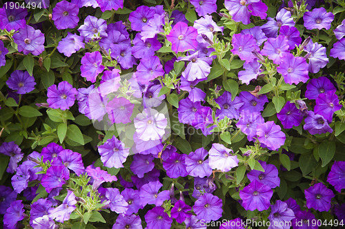 Image of Background from beautiful dark blue flowers