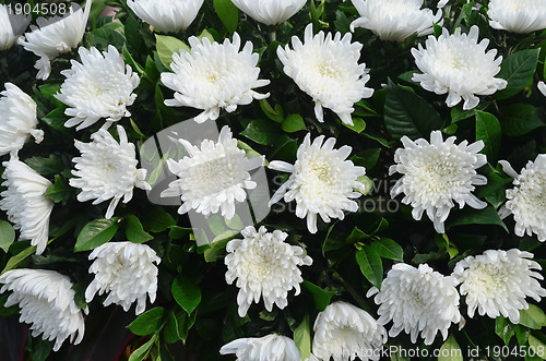 Image of White Chrysanthemums