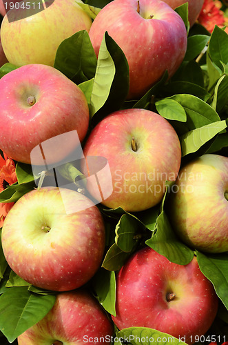 Image of Red Fuji Apples