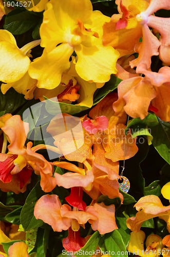 Image of Orange Orchids
