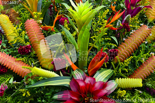 Image of Bromeliad Flowers