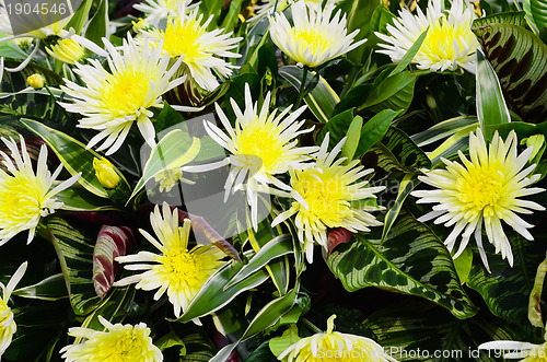 Image of White and Yellow Flowers