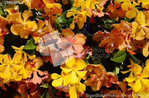 Image of Orange and Yellow Orchids