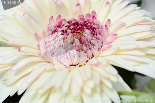 Image of Daisy