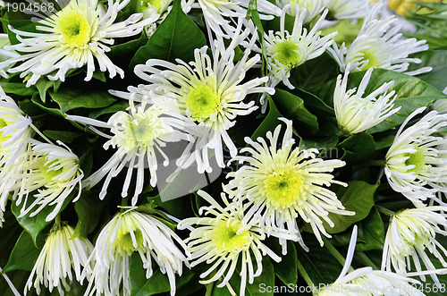 Image of White Flowers