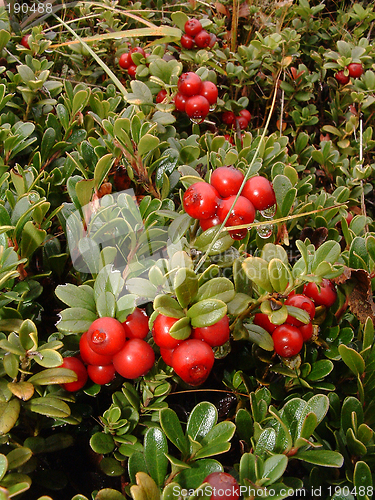 Image of Cowberry