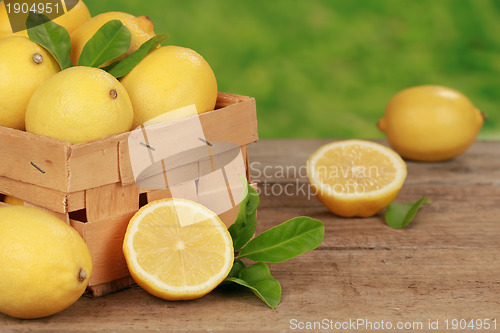 Image of Harvesting lemons