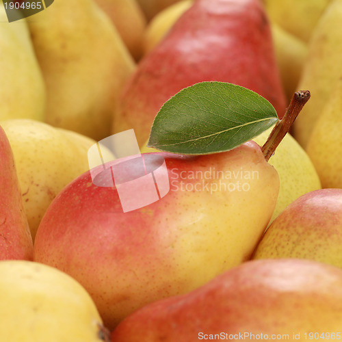 Image of Ripe pears