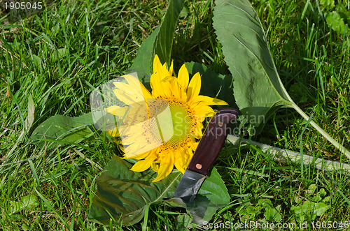 Image of cut unripe sunflower head and knife 