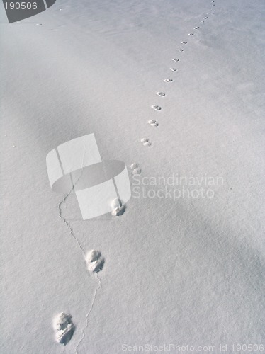 Image of Footsteps on the snow