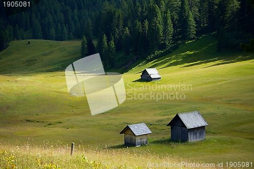 Image of Alpine Field