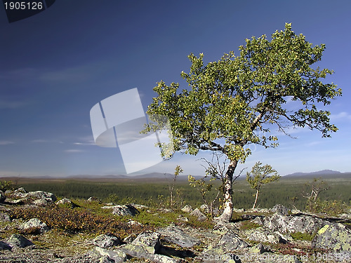 Image of Lonely Tree