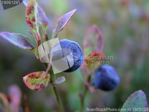 Image of Wild Blurberry
