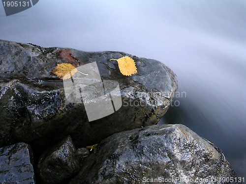 Image of Colorful Autumn Leaves