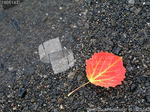 Image of Colorful Autumn Leaf