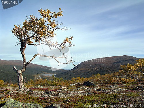 Image of Lonely Tree