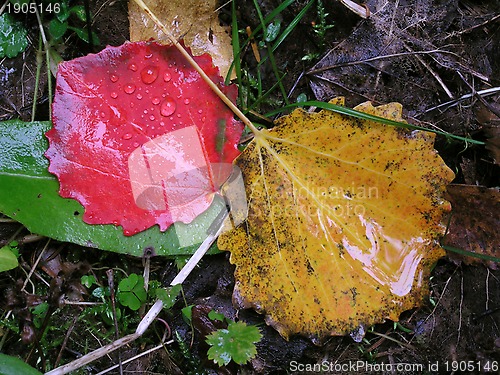 Image of Colorful Autumn Leaves