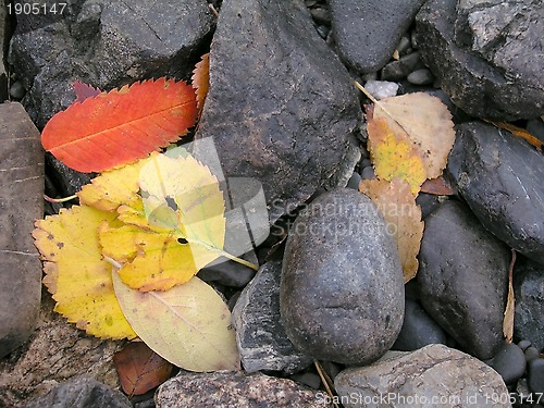 Image of Colorful Autumn Leaves 