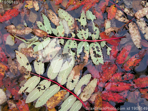Image of Colorful Autumn Leaves