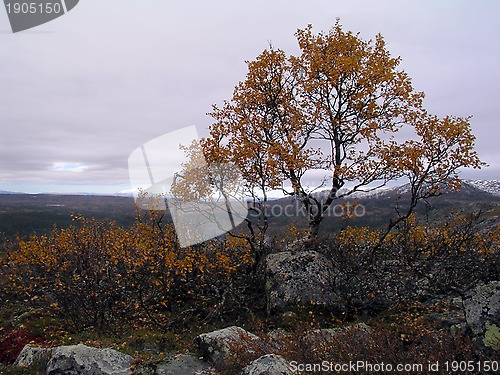 Image of Autumn Tree