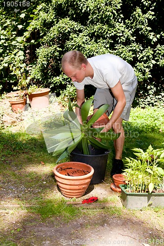 Image of gardener repot green aloe vera plant in garden