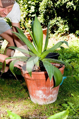 Image of gardener repot green aloe vera plant in garden