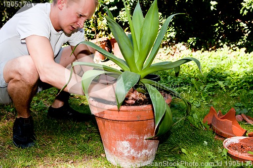 Image of gardener repot green aloe vera plant in garden