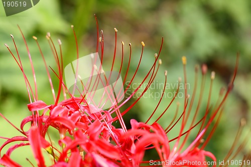 Image of Natural eyelashes...:)