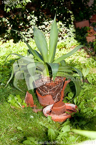 Image of gardener repot green aloe vera plant in garden