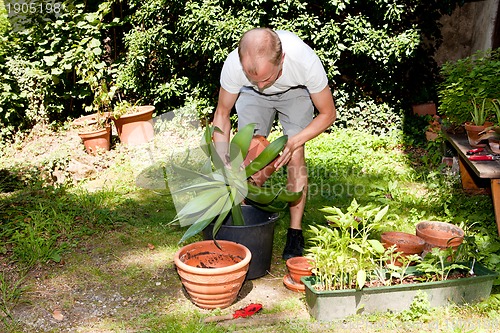 Image of gardener repot green aloe vera plant in garden