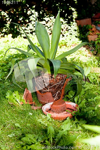 Image of gardener repot green aloe vera plant in garden