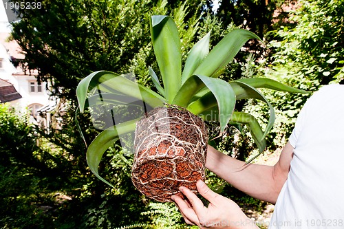 Image of gardener repot green aloe vera plant in garden