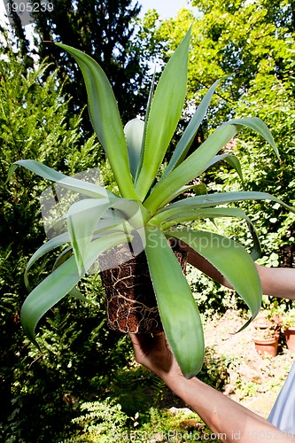 Image of gardener repot green aloe vera plant in garden