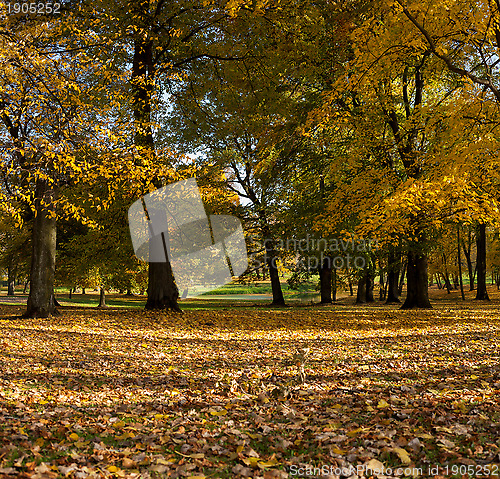 Image of Alley in a autumn forest