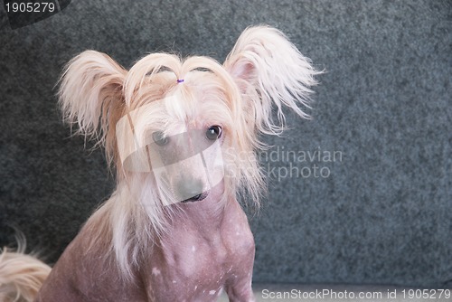 Image of chinese crested puppy dog