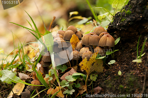 Image of Mushrooms on Base of Tree