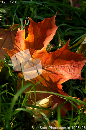 Image of Maple Leaf 