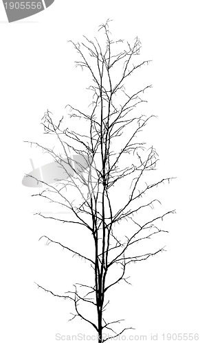 Image of Leafless tree