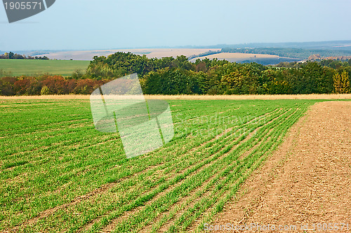 Image of Edge of sown wheat fields near the forest