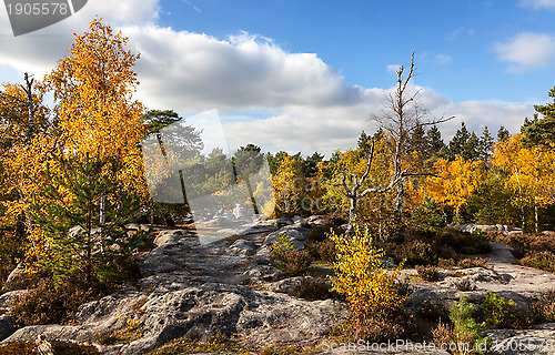 Image of Forest of Fontainebleau